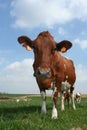 Cow Royalty Free Stock Photo