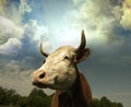 Cow Royalty Free Stock Photo