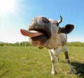 Cow Royalty Free Stock Photo