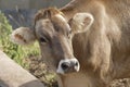 Cow Royalty Free Stock Photo