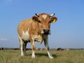 Cow Royalty Free Stock Photo