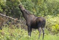 Cow Alaska Yukon Moose in Alaska in Fall Royalty Free Stock Photo