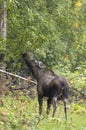 Cow Alaska Yukon Moose in Alaska in Fall Royalty Free Stock Photo