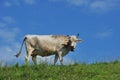 Cow AllgÃÂ¤u Germany