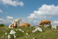 Cow alm alps austria nature background