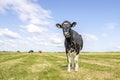 Cow, alone in a field, black and white curious surprised looking, blue sky, horizon over land