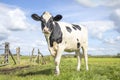 Cow alone in field, black and white looking, in a green meadow and a blue sky horizon over land Royalty Free Stock Photo