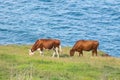 Cow along the coasts of Easter Island, Chile Royalty Free Stock Photo