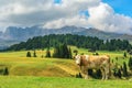 Cow in Alpi di Siusi, Dolomites Royalty Free Stock Photo