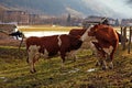 Cow on Alpine farm Royalty Free Stock Photo