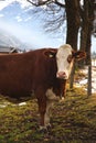 Cow on Alpine farm Royalty Free Stock Photo