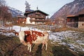 Cow on Alpine farm Royalty Free Stock Photo