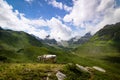 Cow on alpine mountains with green meadows and snowy mountains, blue sky with clouds, organic herding Royalty Free Stock Photo