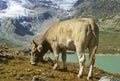 Cow in Alps