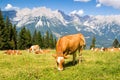 Cow in Alps Royalty Free Stock Photo