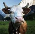 Cow on Alps. Jungfrau region Royalty Free Stock Photo