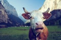 Cow on Alps. Jungfrau region Royalty Free Stock Photo