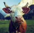 Cow on Alps. Jungfrau region Royalty Free Stock Photo