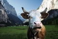 Cow on Alps. Jungfrau region Royalty Free Stock Photo