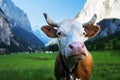 Cow on Alps. Jungfrau region Royalty Free Stock Photo