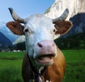 Cow on Alps. Jungfrau region Royalty Free Stock Photo