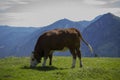 Cow alps Walchensee Royalty Free Stock Photo