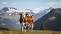 A Cow Amidst the High Alpine Meadow, Framed by Snowy Peaks. Generative AI