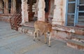 Cow in ancient Hampi, Karnataka state, India