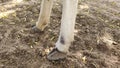 Twor foot of cow, animal legs, close up image Royalty Free Stock Photo