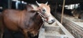 cow, animal, pet, pet animal, close up cow. Royalty Free Stock Photo