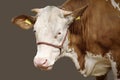 Cow animal portrait cattle breeding