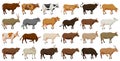 Cow of animal vector cartoon set icon.Isolated cartoon icon farm animal of cow.Vector illustration cattle for farm on