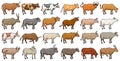 Cow of animal vector color set icon.Isolated color icon farm animal of cow.Vector illustration cattle for farm on white background Royalty Free Stock Photo