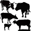 Cow animals Royalty Free Stock Photo