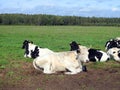 Cow animals on green grass in field, Lithuania Royalty Free Stock Photo