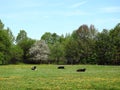 Cow animals in spring field, Lithuania Royalty Free Stock Photo