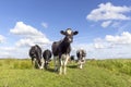 Cow approaching and cows in a field grazing, frisian holstein, standing in a pasture, a happy group, a blue sky and horizon over Royalty Free Stock Photo