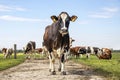 Cow approaching, walking on a path in a pasture under a blue sky and a herd of cows as background and a faraway straight horizon Royalty Free Stock Photo