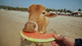 A cow on arambol beach eats a watermelon from the hands of a tourist. Royalty Free Stock Photo