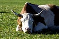 Cow asleep