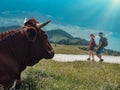 Cow In The Austrian Mountains With Two HIkers