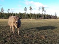 Cow autumn Royalty Free Stock Photo