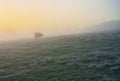 Cow on autumn morning pasture Royalty Free Stock Photo