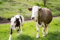 Cow with baby farming on the meadow. Cute calf pasturing on the landscapes. Royalty Free Stock Photo