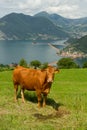 Cow with the background of the floating piers, Christo