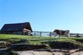 cow on the background of an old barn Royalty Free Stock Photo