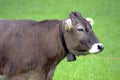 cow with bangs and a bell on her neck