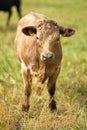 Cow on the banks of the River Elbe near Magdeburg Royalty Free Stock Photo