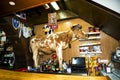Cow in a bar at Camara de Lobos is a fishing village near the city of Funchal and has some of the highest cliffs in the world