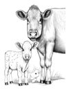 The cow and the veal coloring page